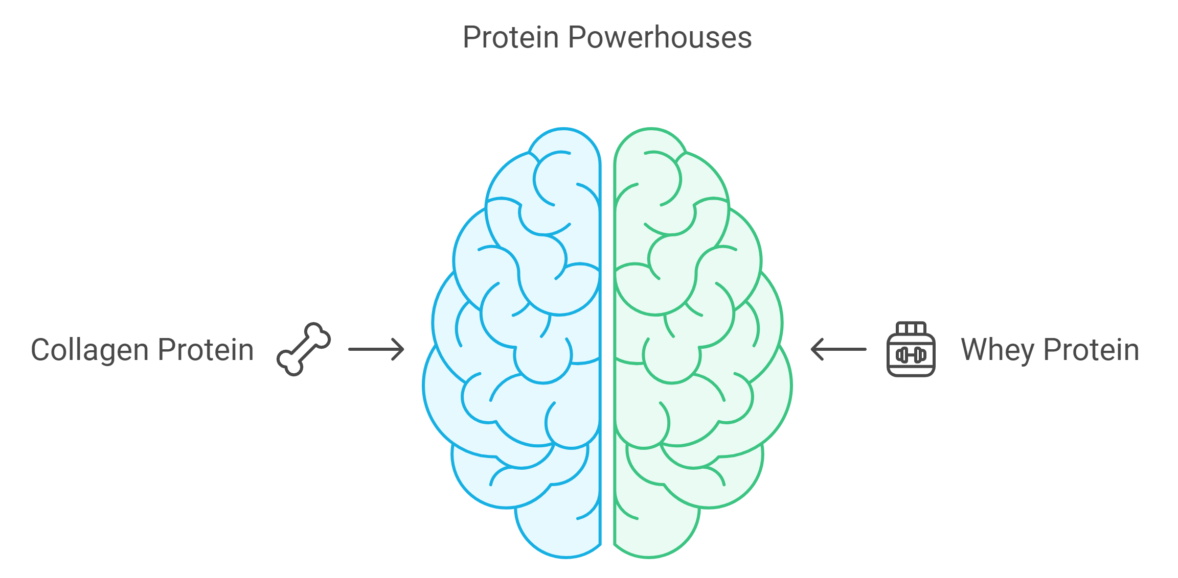 Benefits of Collagen Protein and Whey Protein.