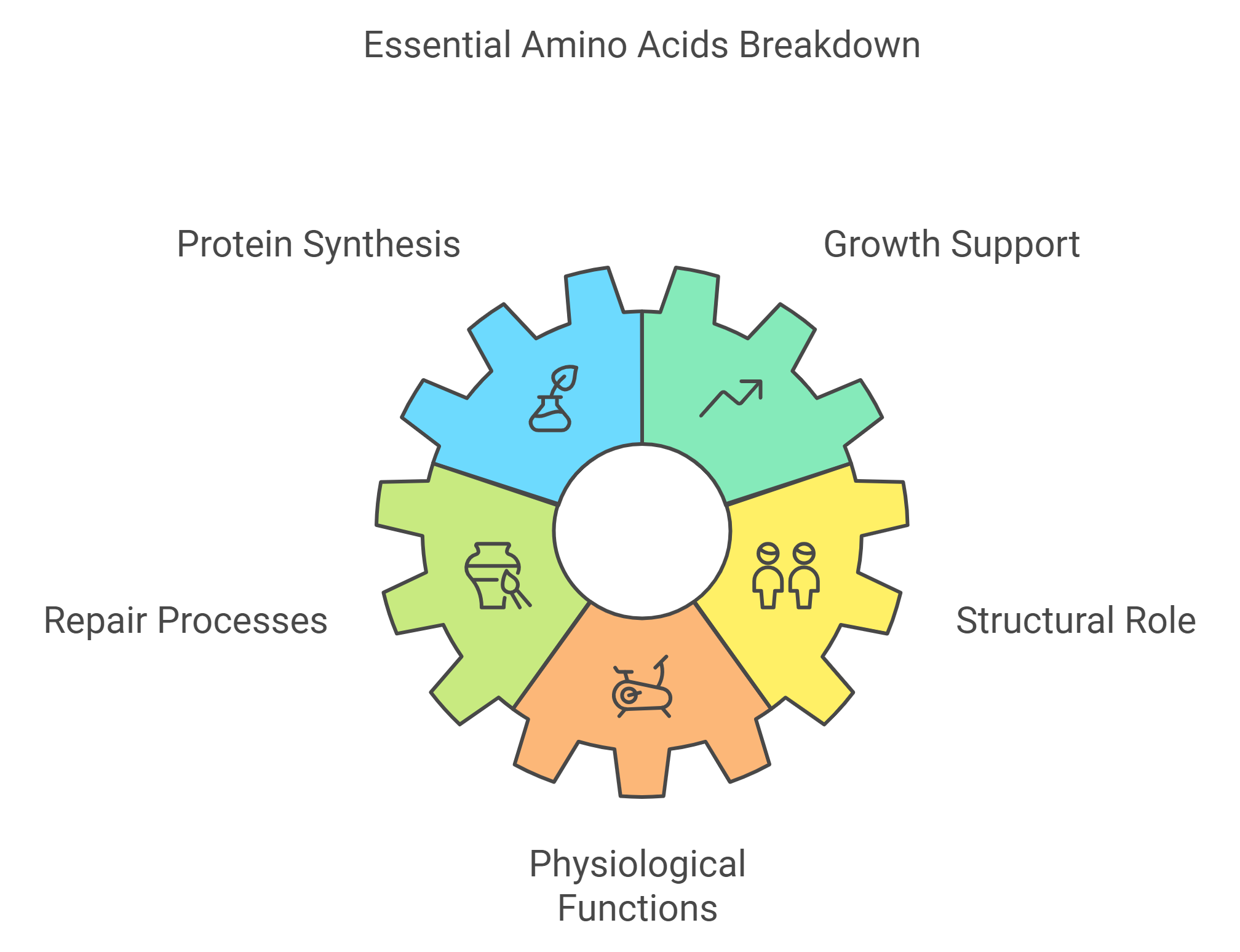 Amino Acids Overview: EAAs and BCAAs