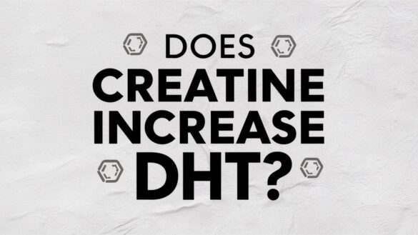 does creatine increase dht