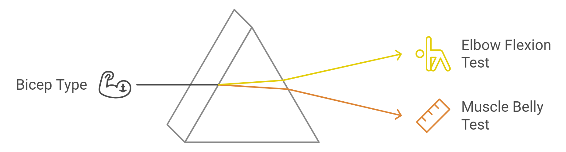 Simple Tests to Determine Your Bicep Type