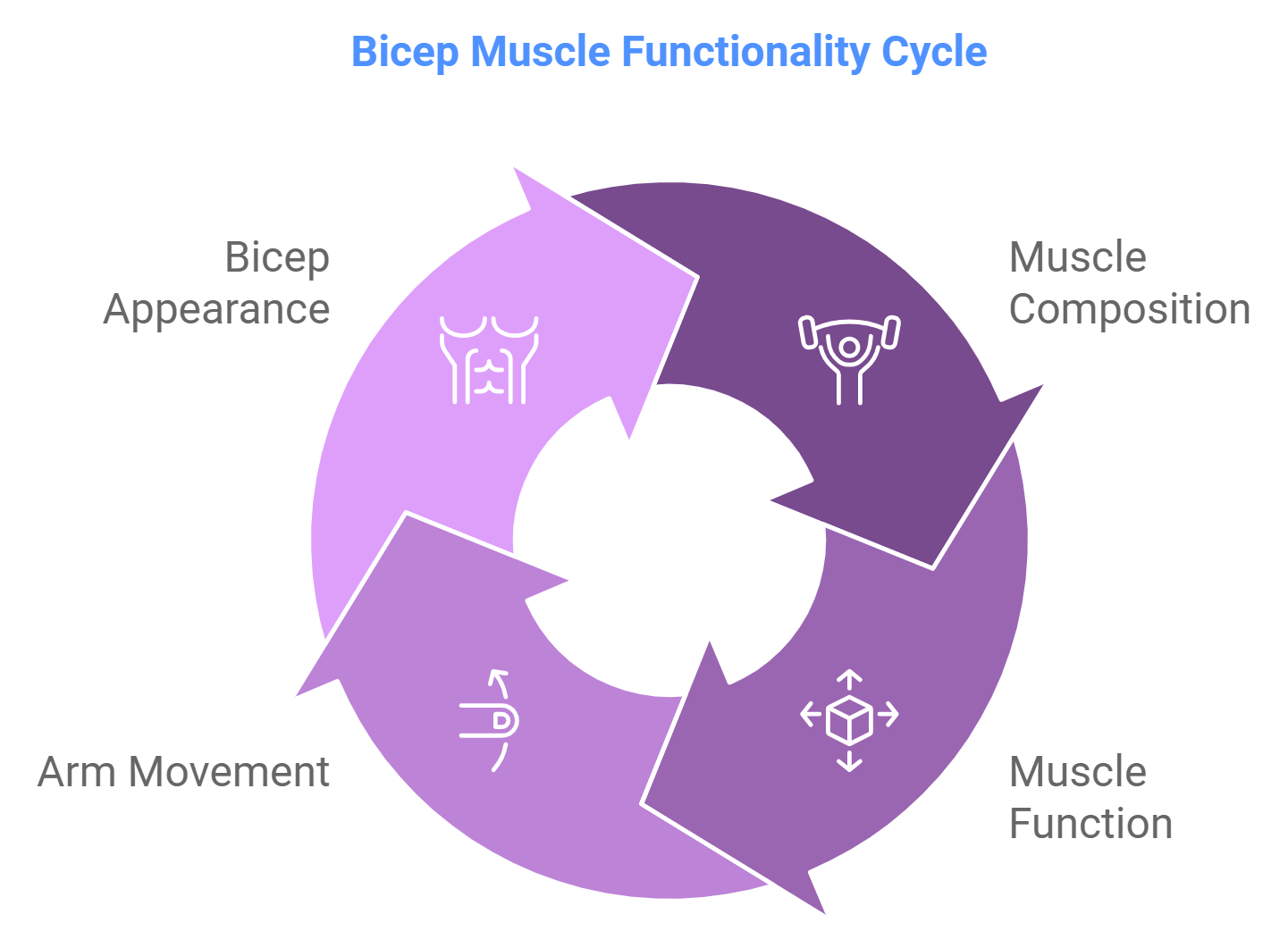 The Bicep Muscle Structure