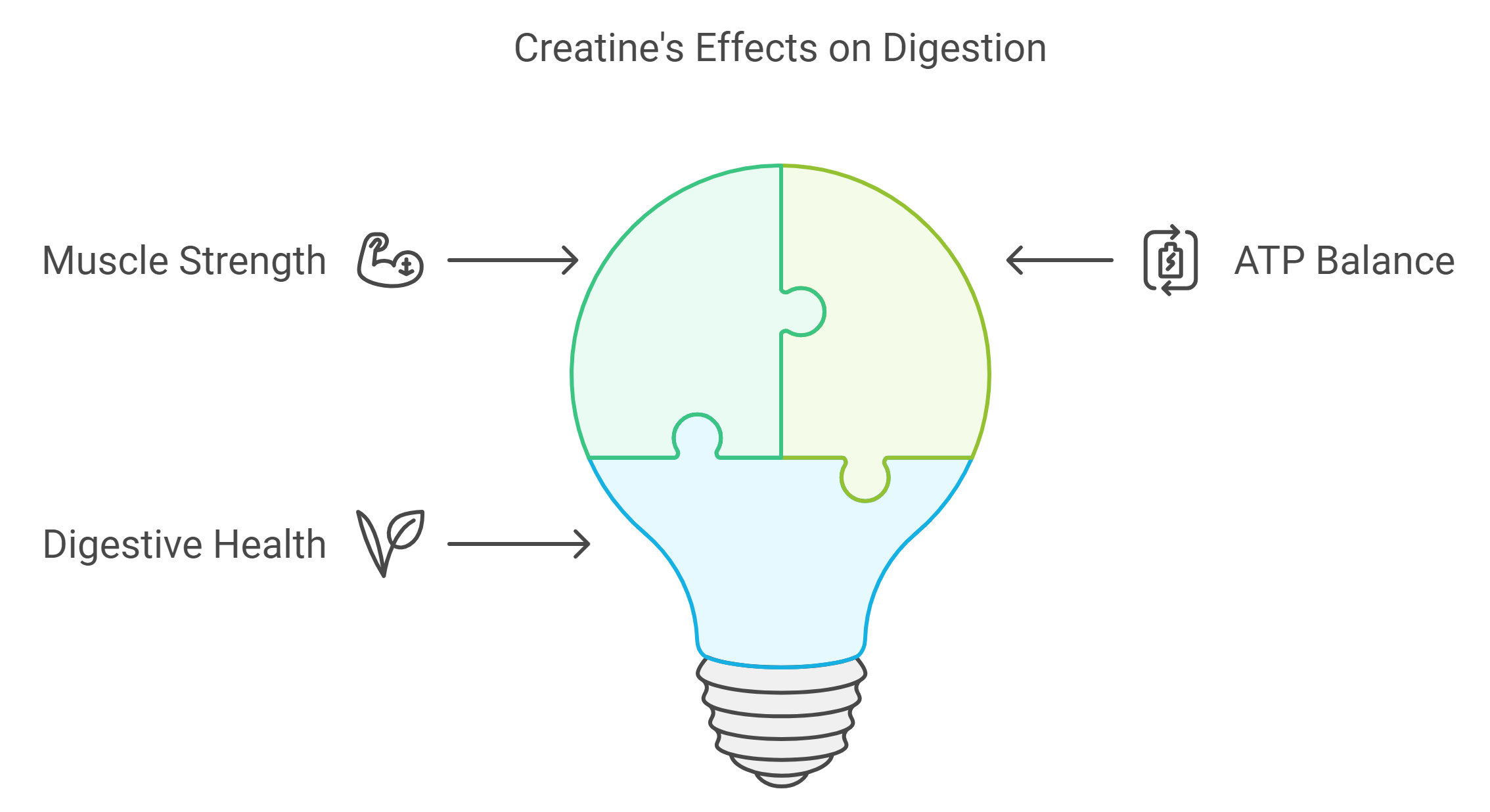 How Creatine Impacts Digestion?