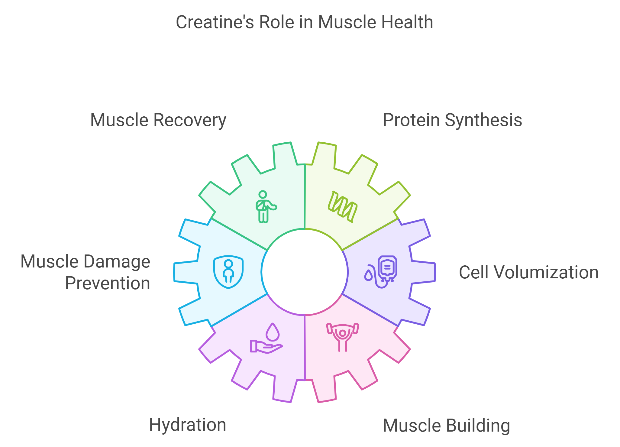 How Creatine Helps in Muscle Recovery and Building