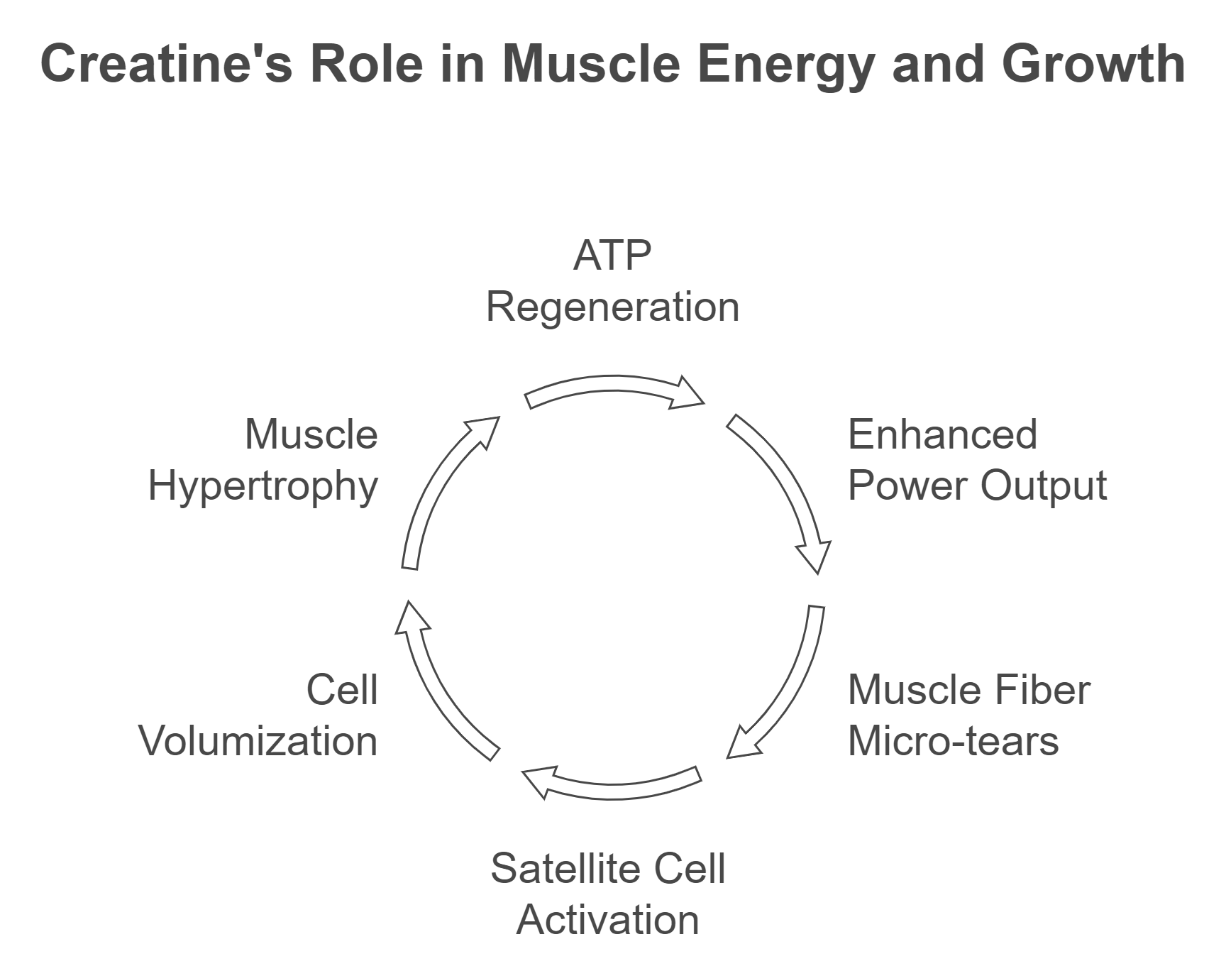 What is Creatine and How Does it Work?