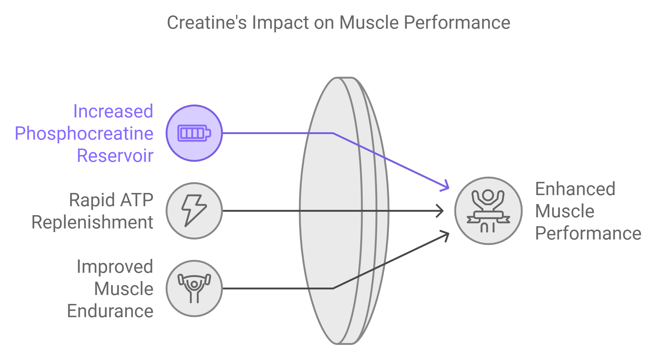 Creatine and ATP Production