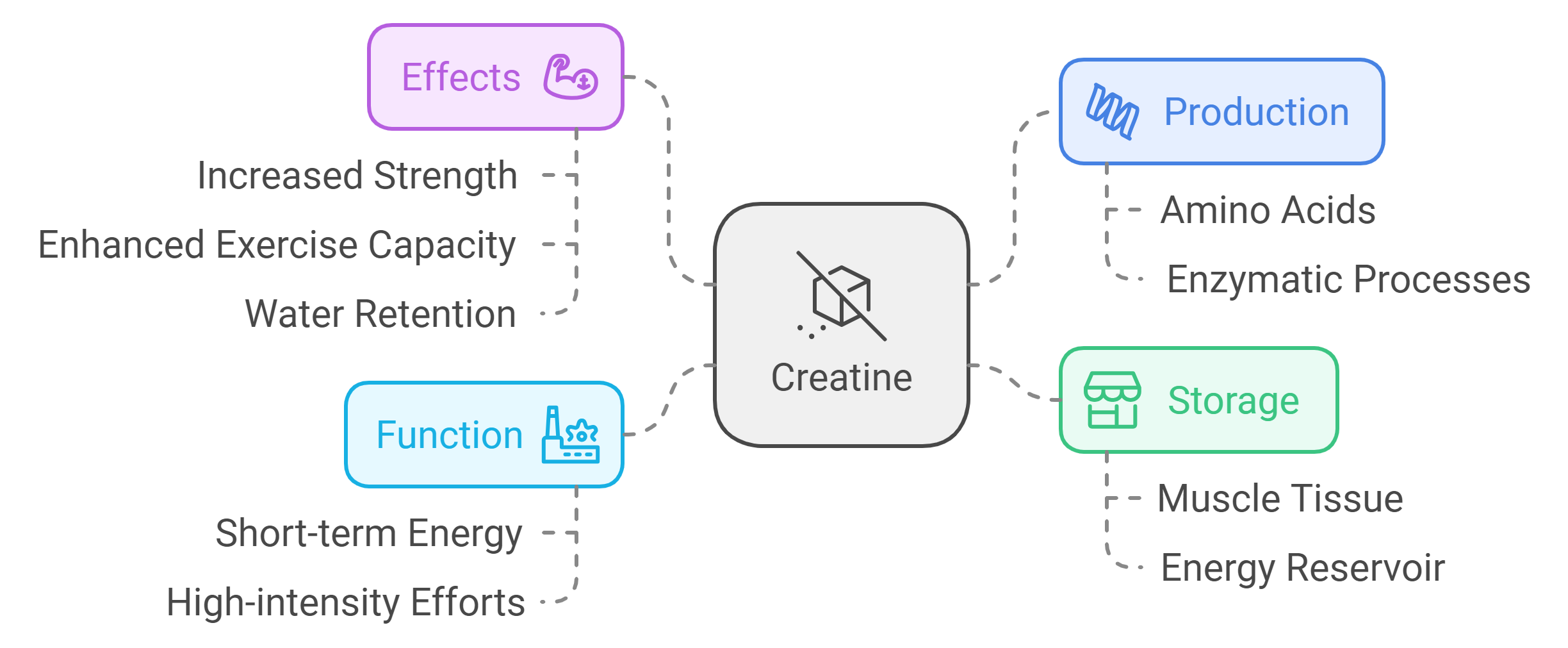 Physiology of Creatine